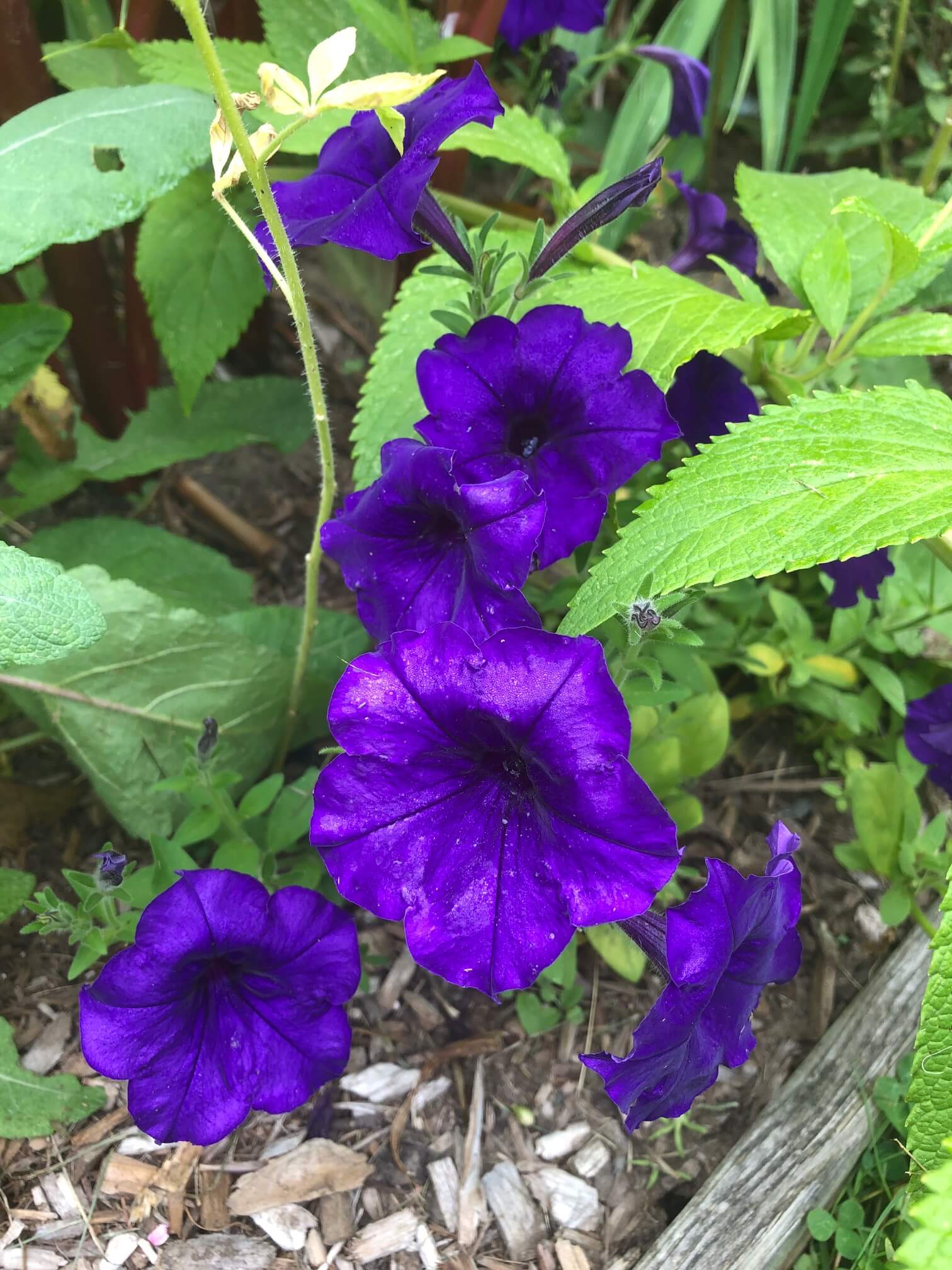 Mourning the Loss of Morning Bells